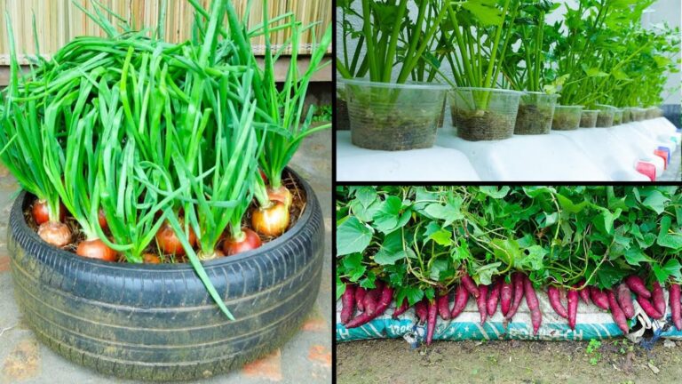 Cette méthode simple transforme votre petit espace en jardin bio luxuriant…