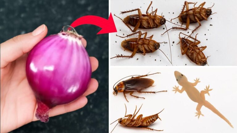 Cette méthode simple avec un oignon va repousser les cafards chez vous…