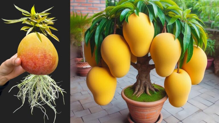 Cette méthode simple transforme un noyau de mangue en un arbre fruitier éblouissant…