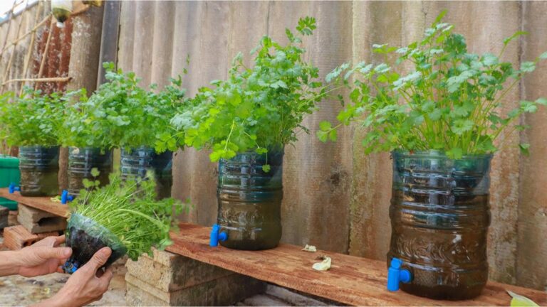 Cette méthode simple transforme votre cuisine en véritable jardin de coriandre…
