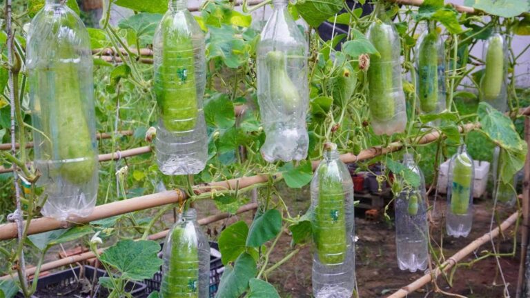 Cette astuce surprenante transforme des bouteilles en potagers… découvrez comment