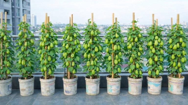 Cette méthode simple vous permettra de récolter des chayotes sur votre balcon…
