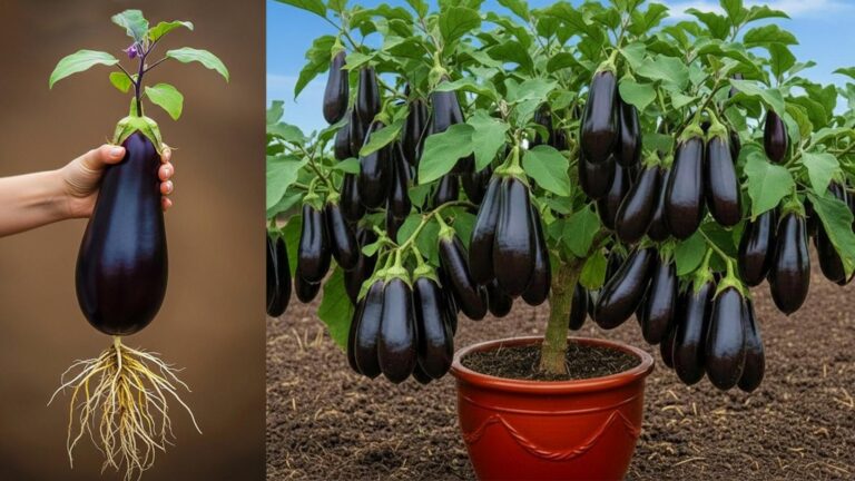 Cette astuce simple transforme des aubergines en arbres productifs… découvrez comment !