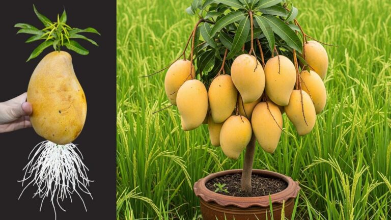 Cette méthode simple transforme un noyau de mangue en arbre luxuriant…