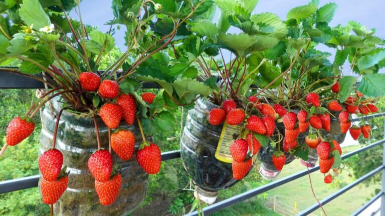 Cette astuce surprise transforme des bouteilles en plastique en fraisiers luxuriants…
