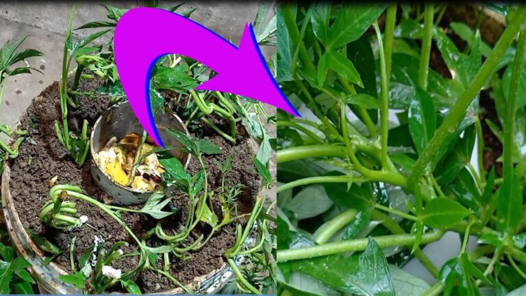 Une vieille astuce de jardinier pour transformer vos déchets de cuisine en terreau riche…