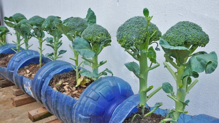 Cette astuce simple permet de récolter du brocoli frais chez soi…
