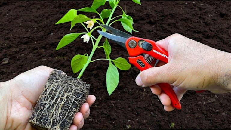 Cette méthode simple booste la croissance des piments chez vous…