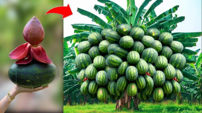 Cette technique surprenante fusionne bananes et pastèques pour des fruits énormes…