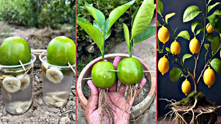 Une idée tout simple pour faire fleurir vos citronniers avec de l&rsquo;ail…