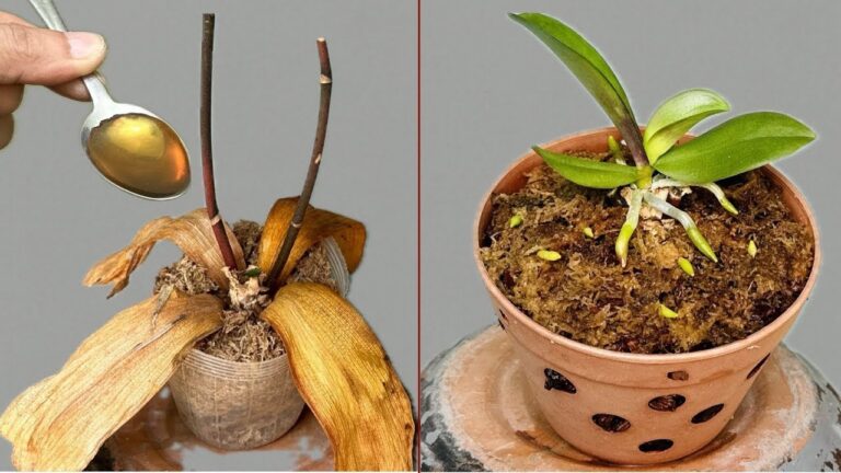 Revivez vos orchidées avec 1 cuillère : fleurs toute l&rsquo;année !