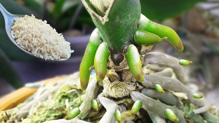 Réveillez vos orchidées : 5 astuces pour les revigorer immédiatement !
