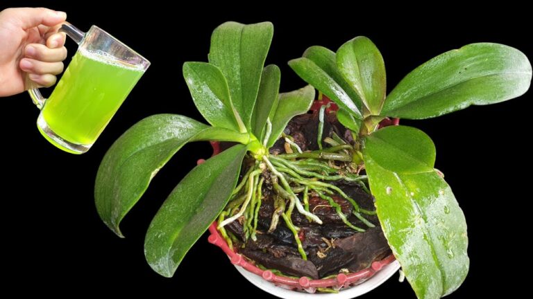 5 astuces essentielles pour faire fleurir vos orchidées après la chute des fleurs !