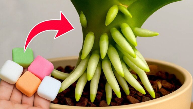 1 pilule par mois pour des racines et des fleurs éclatantes toute l&rsquo;année !