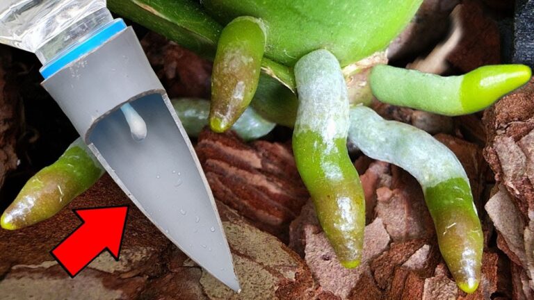 3 astuces pour faire fleurir vos orchidées toute l&rsquo;année !