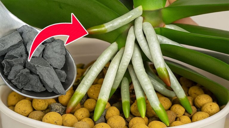 Boostez vos orchidées : 5 astuces pour des fleurs toute l’année sans effort !