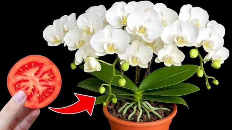 Une tranche de tomate pour faire fleurir vos orchidées toute l&rsquo;année !