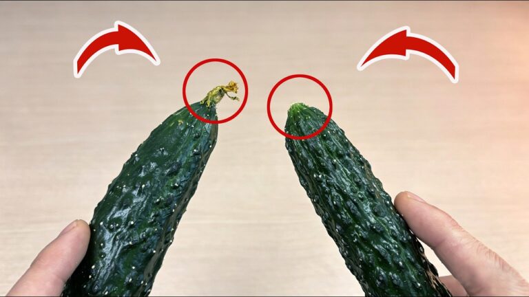 Découvrez 5 astuces pour récolter les concombres comme un pro ! 🍆✨