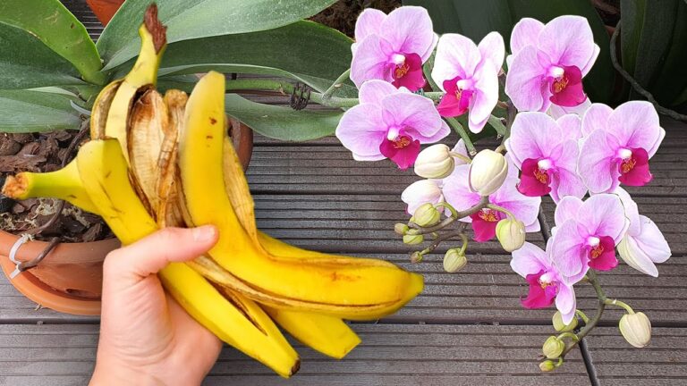 5 astuces pour faire fleurir des orchidées sans terre tout au long de l&rsquo;année