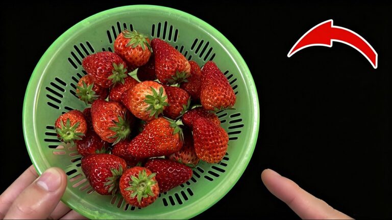 Découvrez 5 astuces pour laver les fraises comme un pro et rehausser vos desserts !