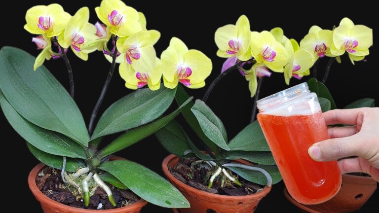 Faites fleurir vos plantes toute l&rsquo;année avec un seul verre d&rsquo;eau !