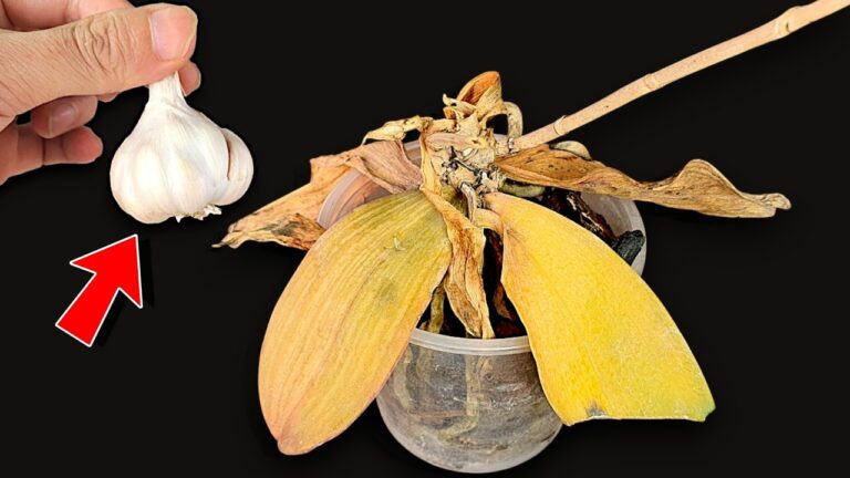 Ravivez 5 orchidées fanées avec 1 gousse d&rsquo;ail : méthode facile et naturelle !
