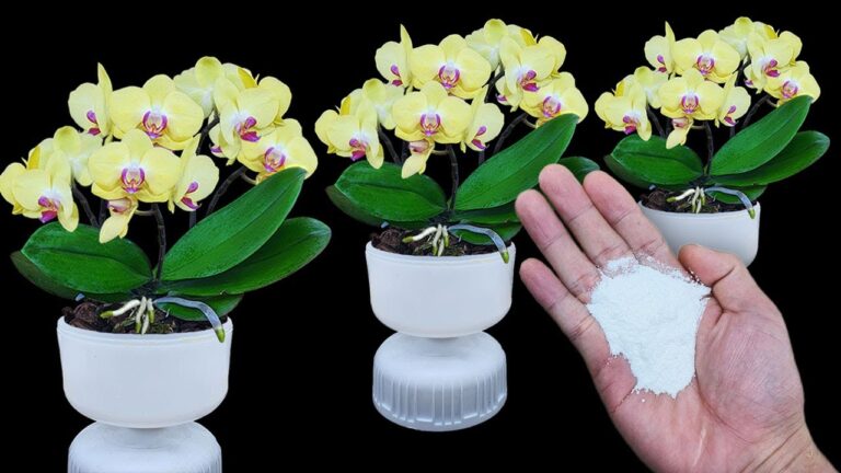 Découvrez 5 secrets pour faire fleurir vos orchidées comme jamais !