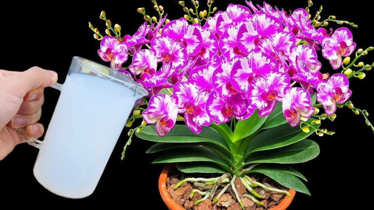 Arrosez une fois pour des orchidées fleuries toute l&rsquo;année : 5 astuces à découvrir !