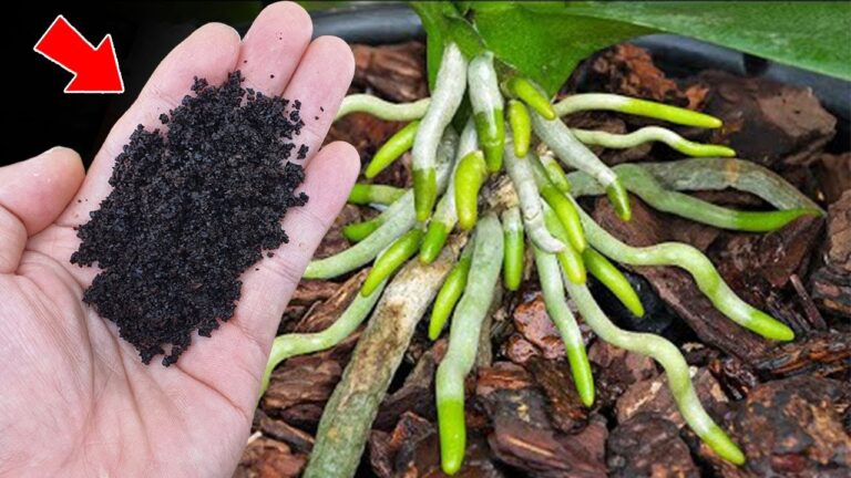 500 fois plus puissant que l&rsquo;ail : des orchidées qui fleurissent toute l&rsquo;année !