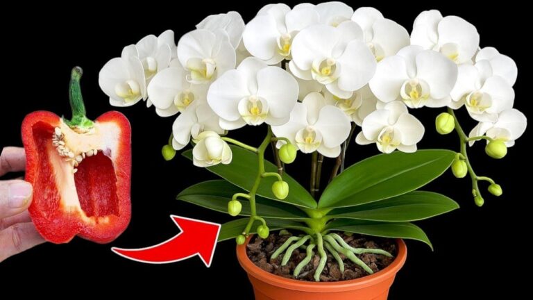 Faites fleurir vos orchidées toute l&rsquo;année avec cette astuce simple en 1 étape !