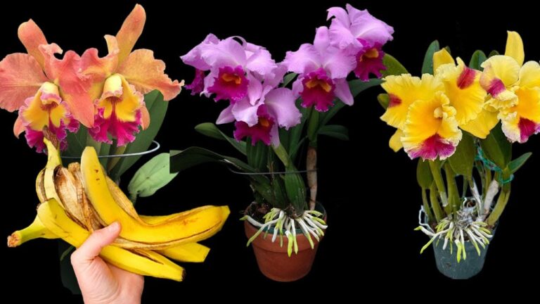 1 banane et racines d&rsquo;orchidées : 5 astuces pour fleurir toute l&rsquo;année !