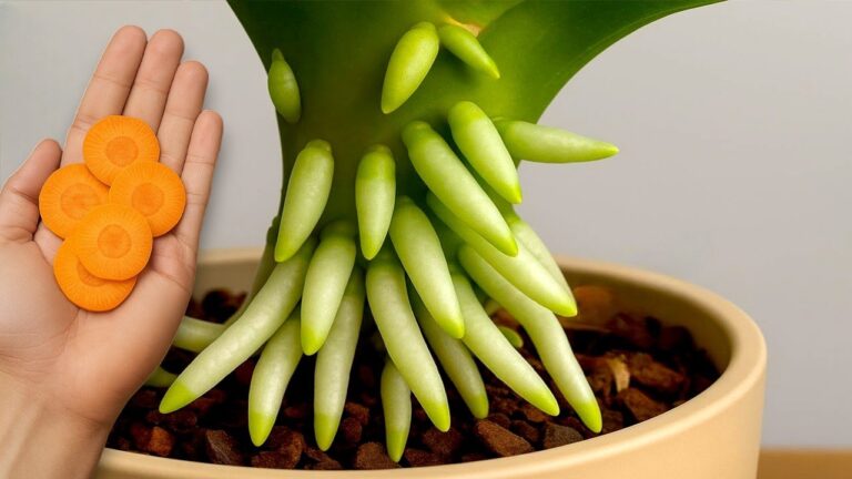 1 carotte pour faire fleurir votre orchidée toute l&rsquo;année ! Découvrez comment.