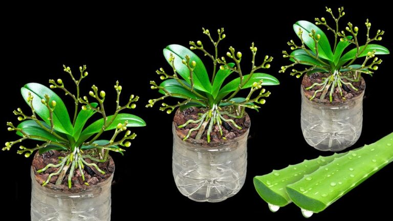 3 astuces pour faire fleurir des orchidées dans des bouteilles en plastique !