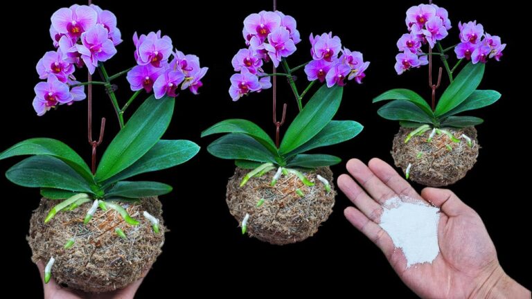 Révélez 5 astuces pour faire refleurir vos orchidées toute l&rsquo;année !