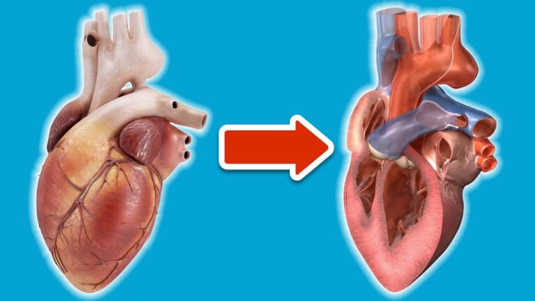 6 signes surprenants de maladie cardiaque à ne pas ignorer pour ta santé !