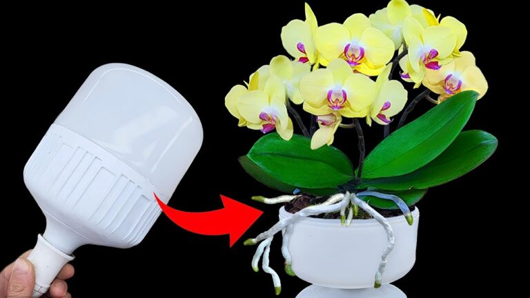 5 astuces magiques pour faire fleurir vos orchidées comme jamais !