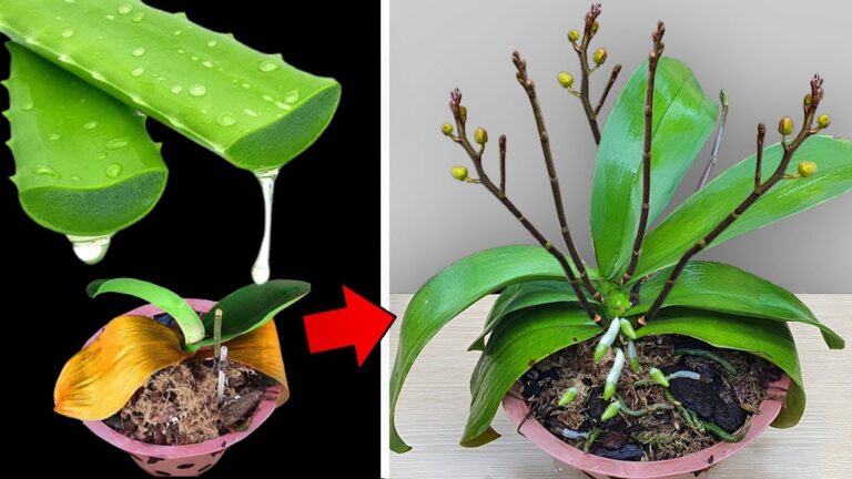 Revivez vos orchidées en 5 étapes simples pour un épanouissement incroyable !