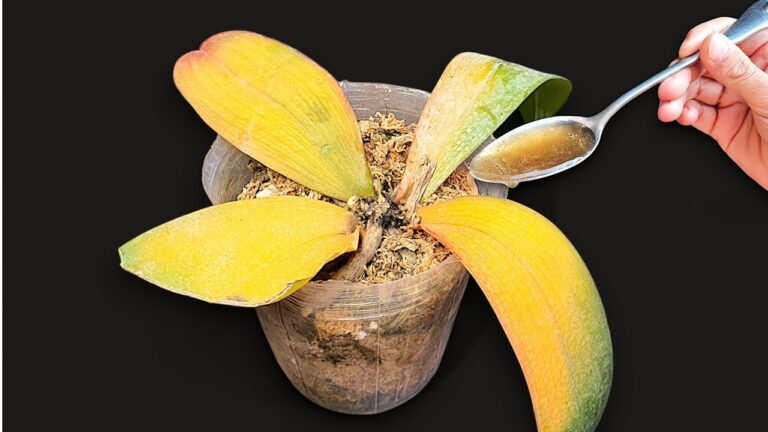 Revivez vos orchidées en 1 geste et profitez de fleurs éblouissantes toute l&rsquo;année !