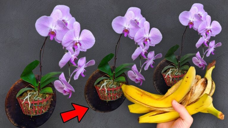 Ravivez vos orchidées en 3 étapes simples pour un épanouissement assuré !