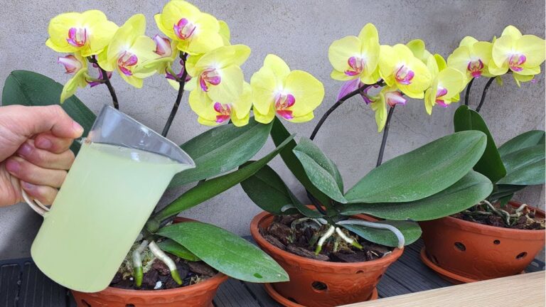 Transformez votre orchidée en 7 jours : elle fleurit toute l&rsquo;année !
