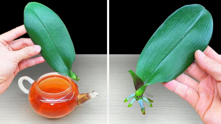 Ravivez facilement 1 feuille d&rsquo;orchidée avec cette méthode magique et surprenante !