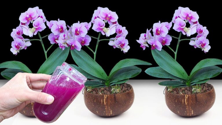 Rénovez vos orchidées : 5 astuces pour les faire refleurir facilement !