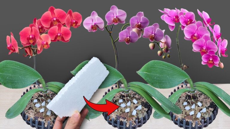 7 étapes pour faire fleurir vos orchidées toute l&rsquo;année avec cette méthode facile