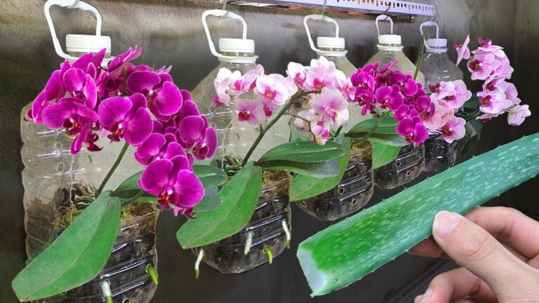 5 astuces pour faire fleurir vos orchidées toute l&rsquo;année et booster leurs racines !