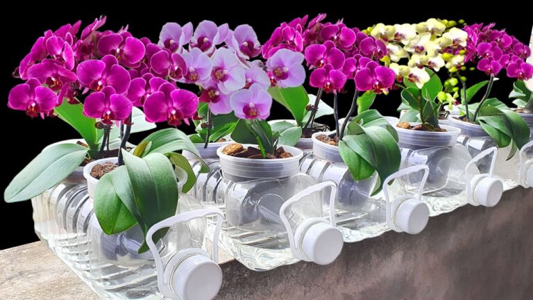 5 astuces pour faire fleurir vos orchidées rapidement et facilement