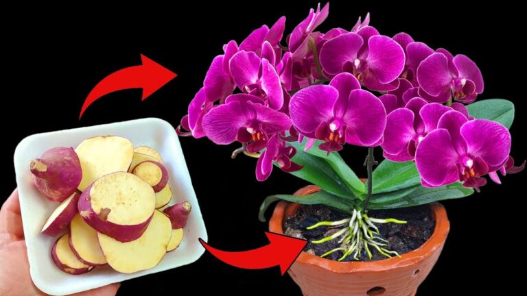 1 pomme de terre pour faire fleurir vos orchidées facilement et à petit prix !