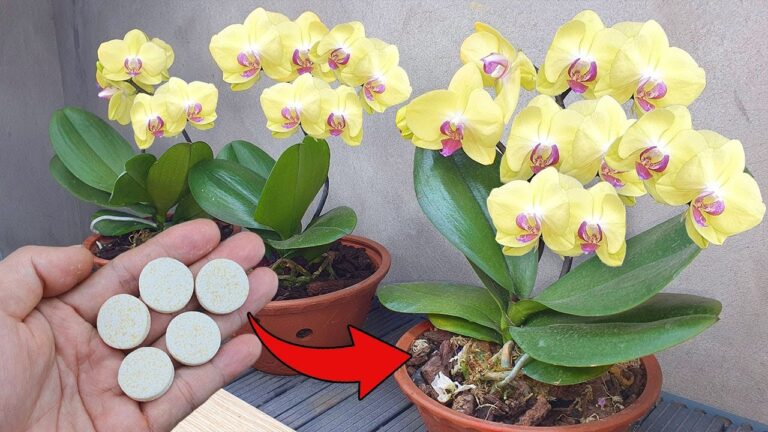 Revivez vos orchidées avec 1 tasse d&rsquo;eau : la méthode facile à découvrir !