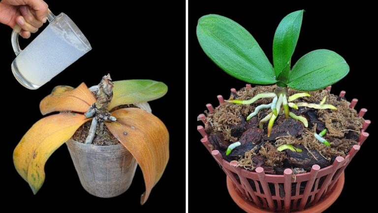 Rénovez vos orchidées en 1 tasse : la méthode facile qui surprend !