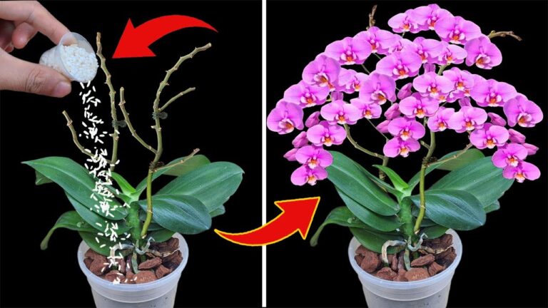 Transformez vos orchidées : 5 astuces pour une floraison toute l&rsquo;année avec une seule tasse !