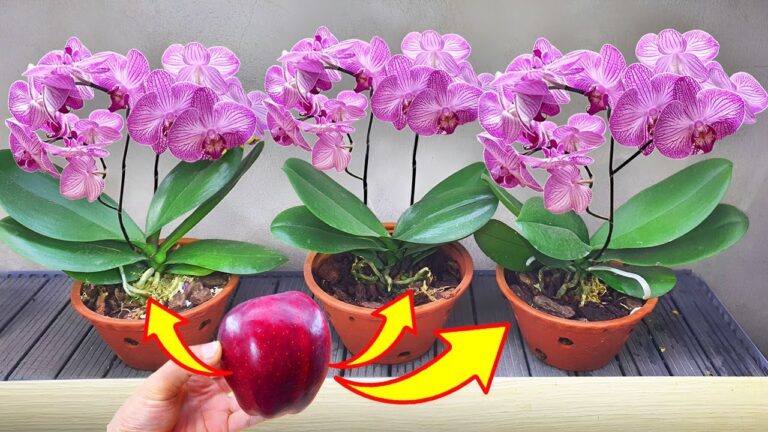 Faites fleurir vos orchidées Faded toute l&rsquo;année avec cette méthode en 3 étapes !